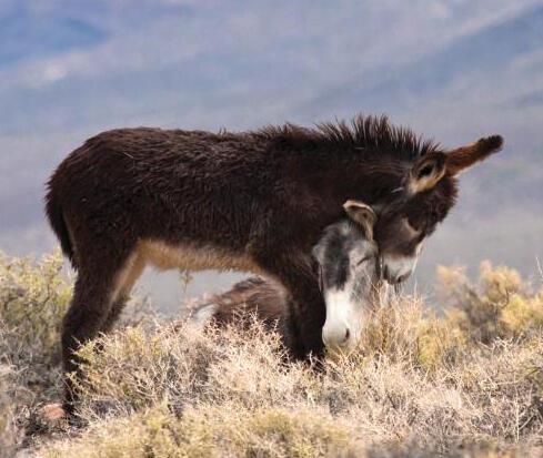 Burrows in the Desert from Horse Letter