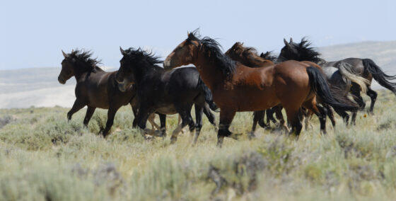 Wild Horses from the Horse Letter